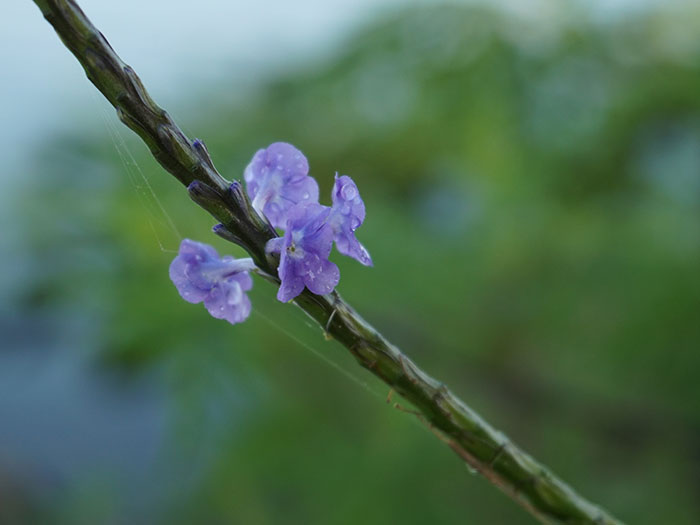 image of purple flower close up in the everglades