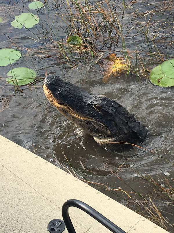 image of alligator and youngling through sawgrass