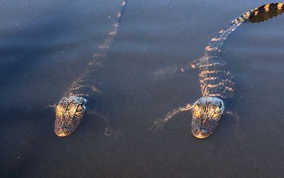 The Life of an Everglades Alligator