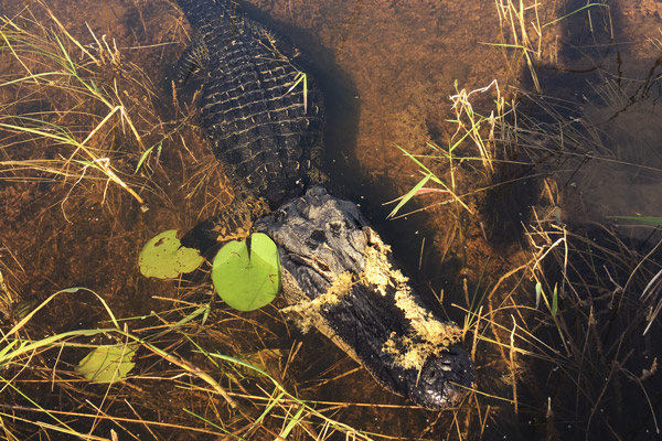 image of an alligator in shallow murky water