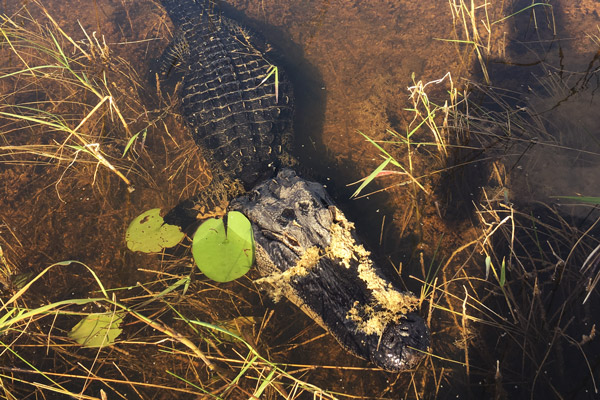 sunset everglades tour