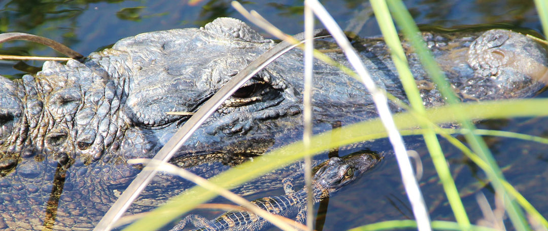 Preserving the Everglades â€” More than Just a Tourist Spot