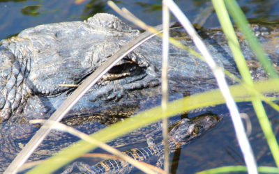 Preserving the Everglades â€” More than Just a Tourist Spot