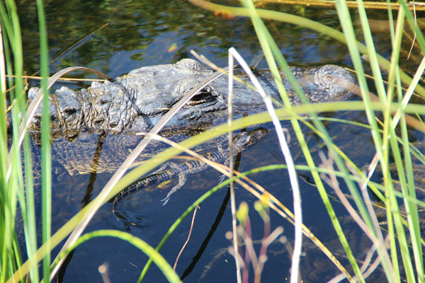 image of alligator and youngling through sawgrass