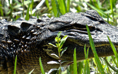 Flora and Fauna You Might See on Your Everglades Tour