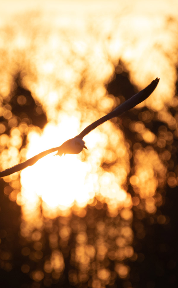 image of a seagull flying in front of silhouetted trees and sunset