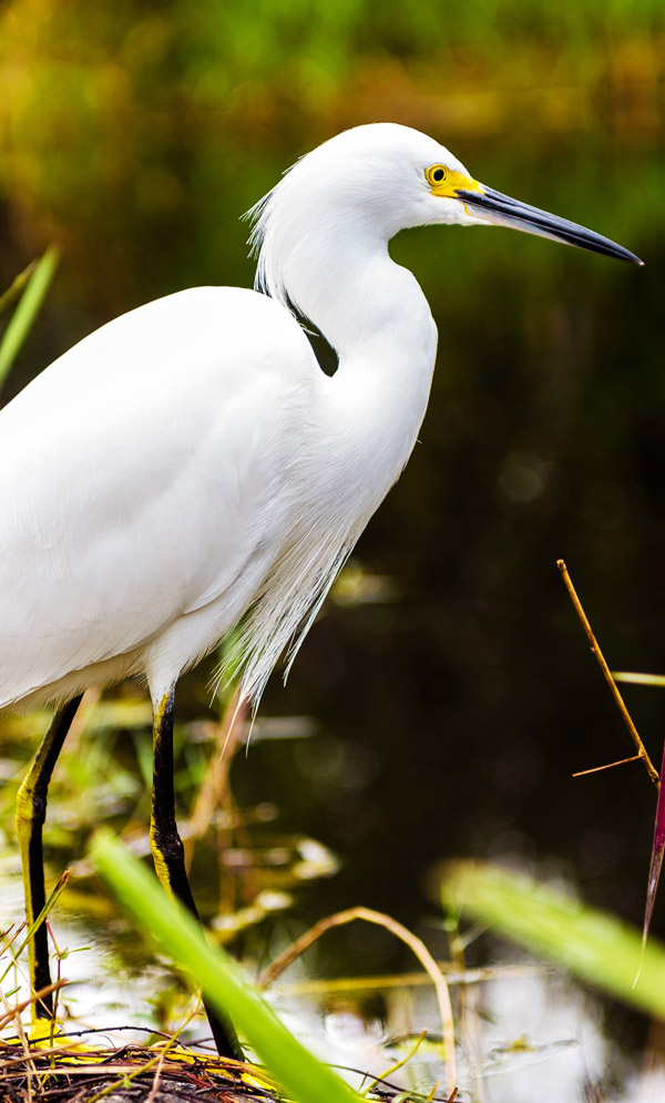 image of a great egret by the water in the Miami Everglades