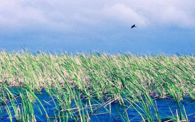 Common Plants to Spot on Your Everglades Tour