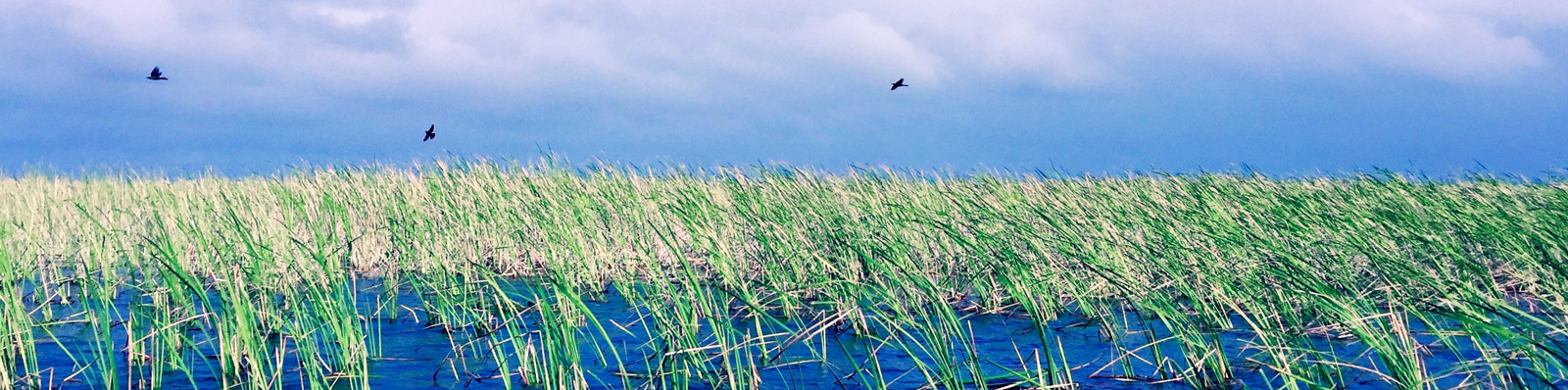 image of birds flying over sawgrass in the Everyglades
