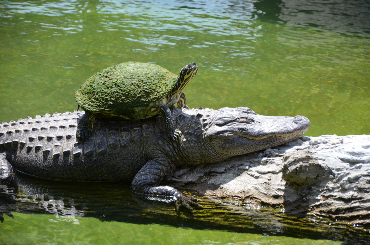 image of an alligator in shallow murky water