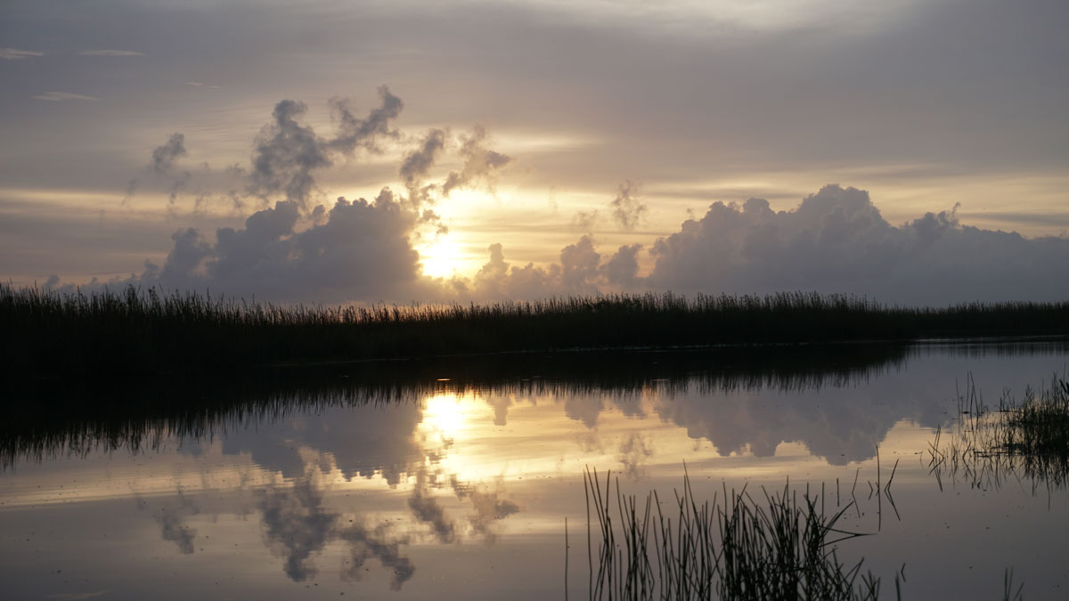 image of an alligator in shallow murky water