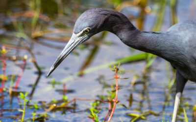 Birds of the Everglades