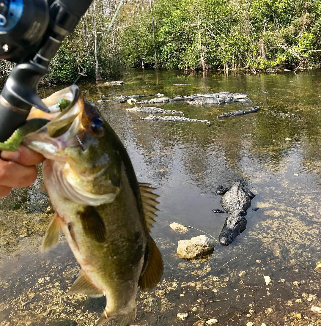 image close up of caught fish with gators in the background