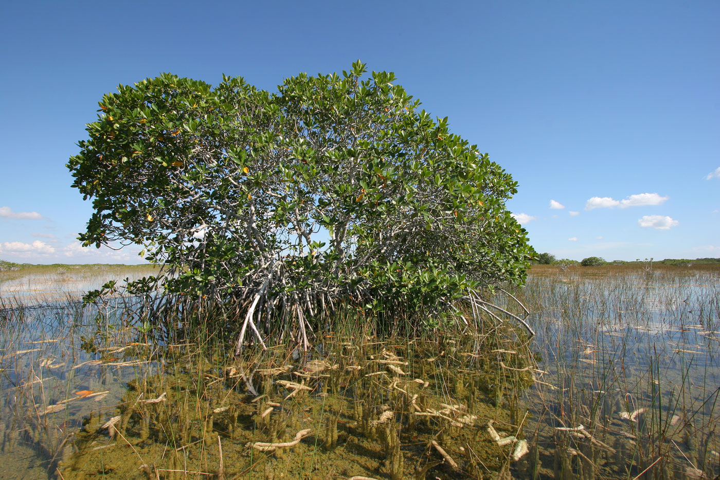 Mangrove Tree In Water Everglades 1400w 