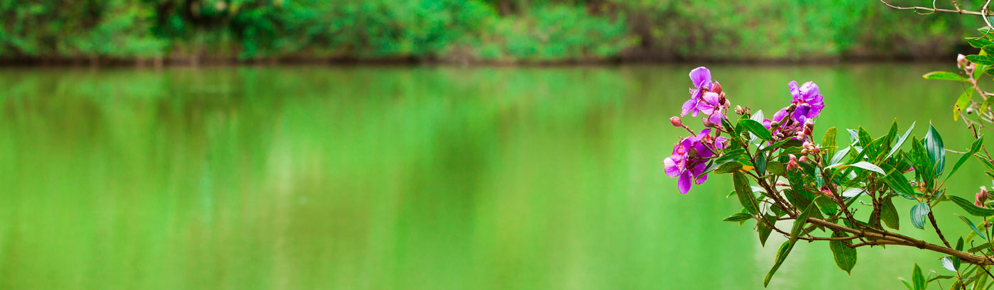 image purple flowers with the backdrop of a green lake