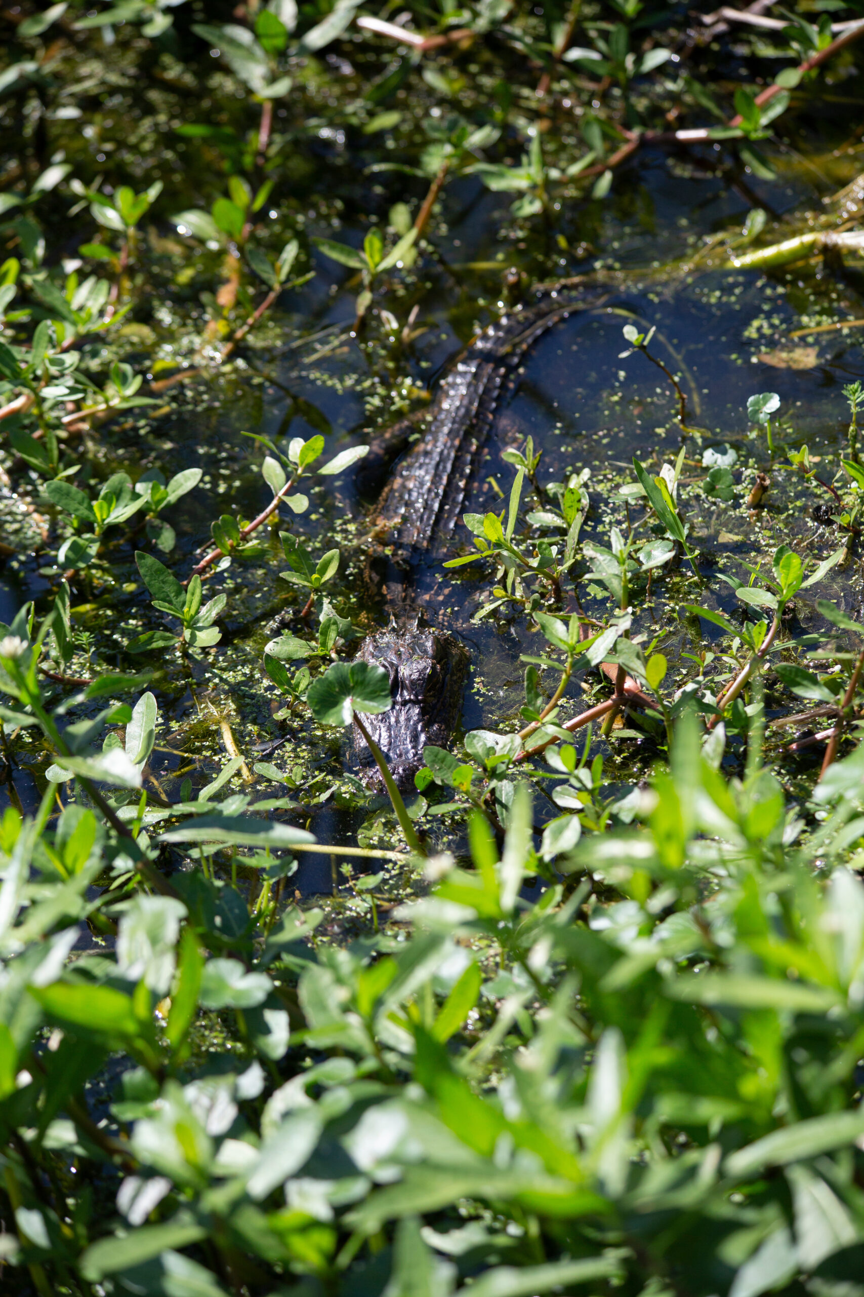 miami aligator tour