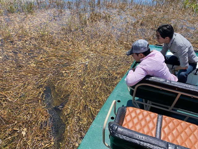 miami aligator tour